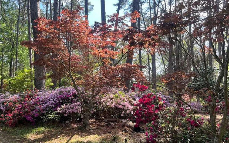 SFA Mast Arboretum, United States